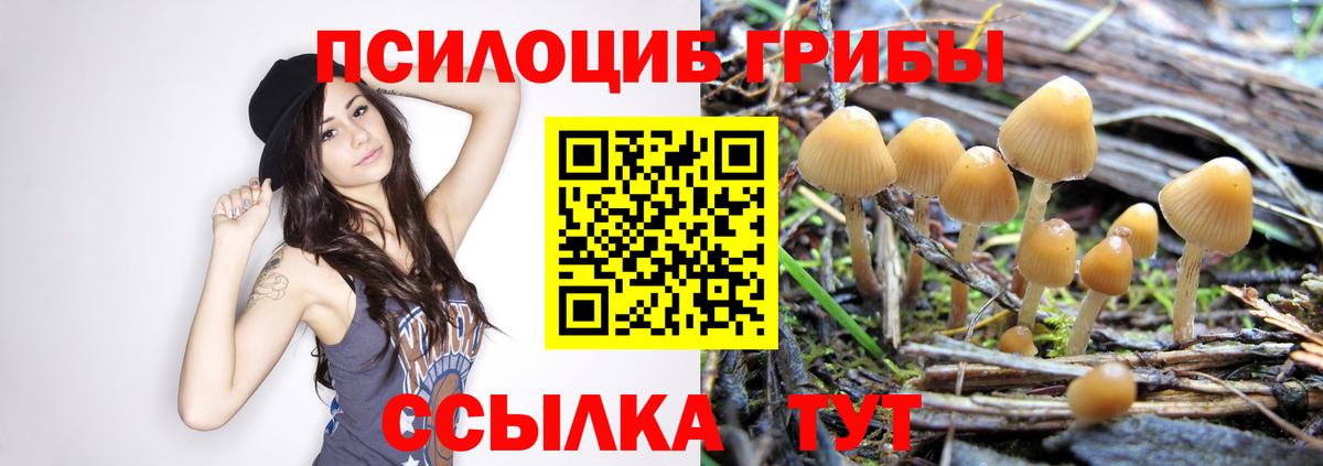 Галлюциногенные грибы Psilocybine cubensis  Вход с VPN  Усть-Джегута 
